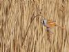 Bearded Tit