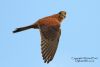 Kestrel