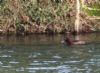 Ferruginous Duck