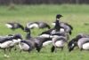 Black Brant