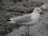 Ring-billed Gull