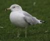 Ring-billed Gull