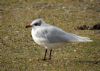 Mediterranean Gull