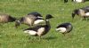 Black Brant