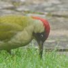 Green Woodpecker