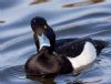 Tufted Duck