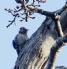 Lesser Spotted Woodpecker