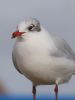 Mediterranean Gull