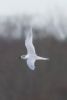 Sandwich Tern