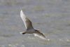 Mediterranean Gull