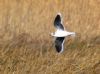 Little Gull