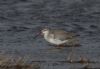 Spotted Redshank