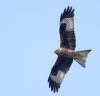 Red Kite