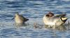 Long-billed Dowitcher