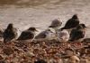 Sanderling