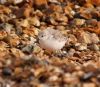 Sanderling