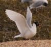 Mediterranean Gull