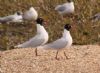 Mediterranean Gull