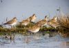 Golden Plover