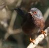 Dartford Warbler