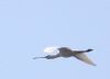 Spoonbill