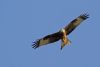 Red Kite