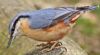 Nuthatch