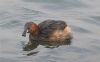 Little Grebe