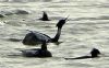 Red-breasted Merganser