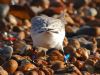 Sanderling