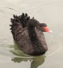 Mute Swan