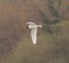 Mediterranean Gull