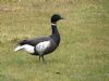 Black Brant