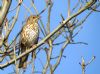 Song Thrush