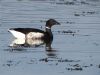 Black Brant