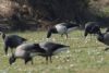 Light-bellied Brent Goose