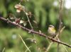 Firecrest