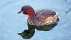 Little Grebe