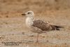 Lesser Black-backed Gull