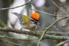 Firecrest