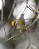 Firecrest