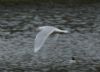 Iceland Gull