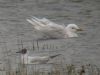 Iceland Gull