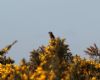 Dartford Warbler