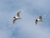 Mediterranean Gull