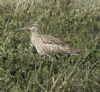 Whimbrel