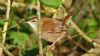 Cetti's Warbler