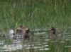 Garganey