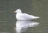 Iceland Gull