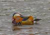 Mandarin Duck